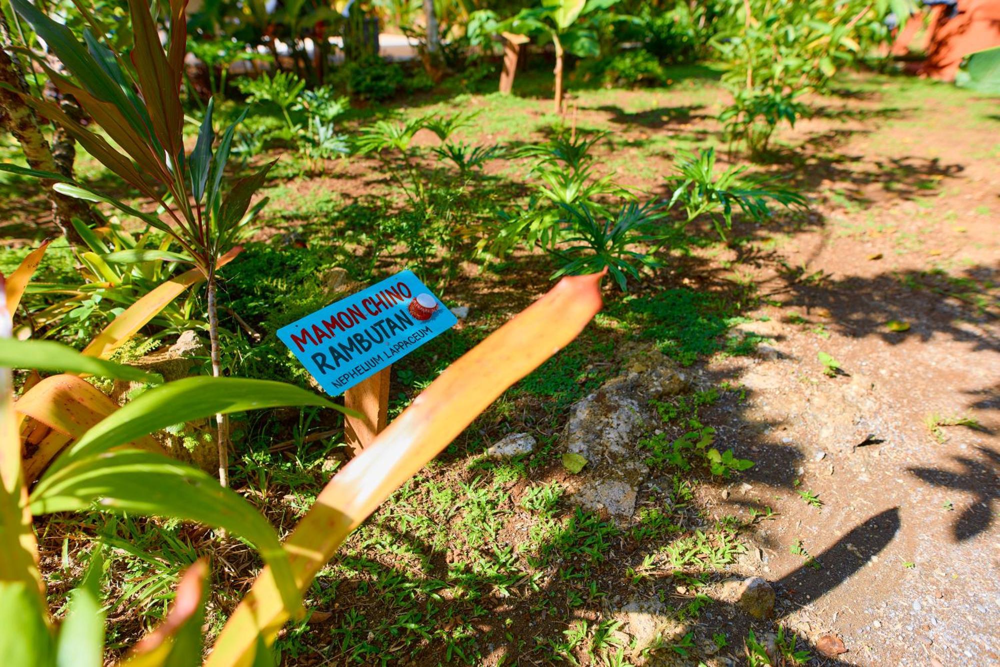 Casa Coki - Modern Villa Pool Steps From The Beach Puerto Viejo de Talamanca エクステリア 写真